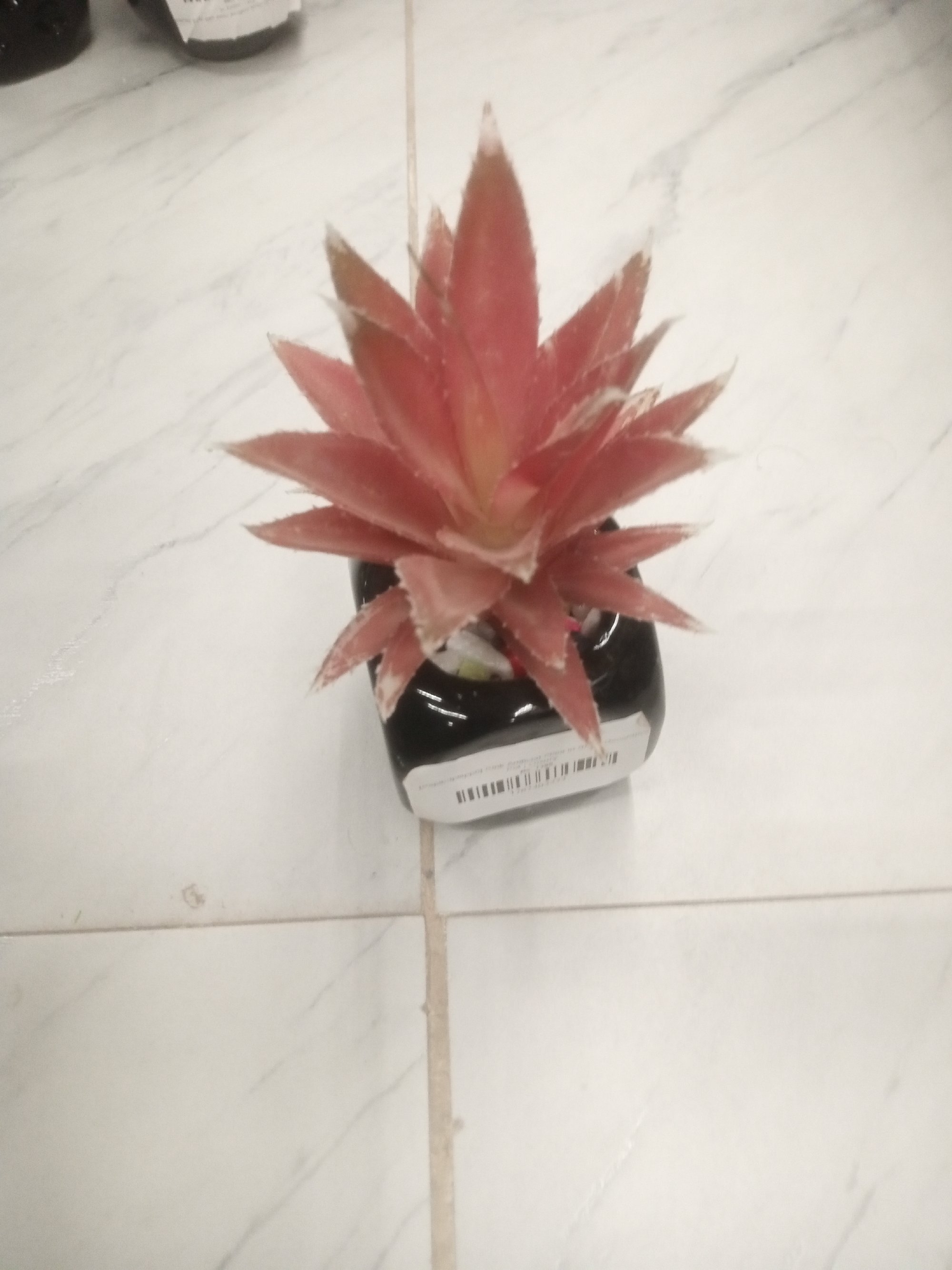Actual product image